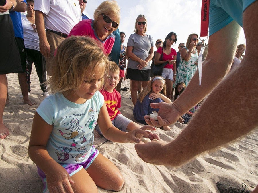 Showing off nest contents to children at turtle dig